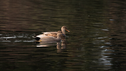 a pair of mallard ducks swim across a pond.