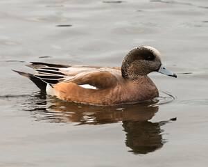 A brown, tan, and white duck swimming on a pond.