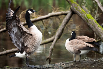 Canadian Geese pair flapping on log.