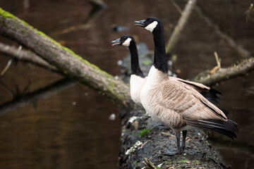 Canadian Geese pair honking on log.