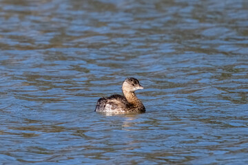 Pied-billed Grebe