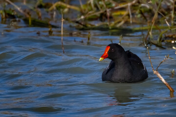 Common Moorhen 