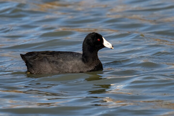American Coot