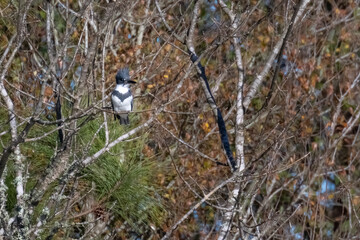 Belted Kingfisher
