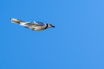 Blue Jay Bird