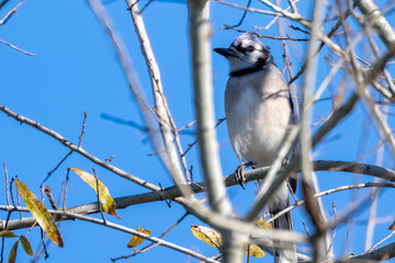 Blue Jay Bird