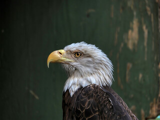 american bald eagle profile