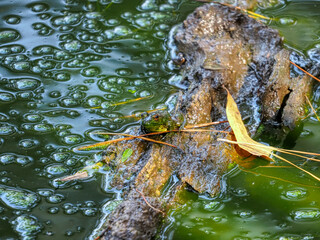 Small frog on a log
