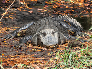 alligator in the swamp