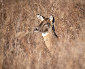 A female white-tailed  deer (Odocoileus virginianus) in a field in profile 