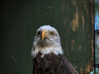 american bald eagle