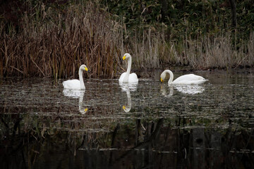 池の白鳥