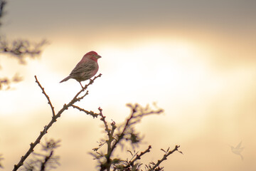 cardenal norteño