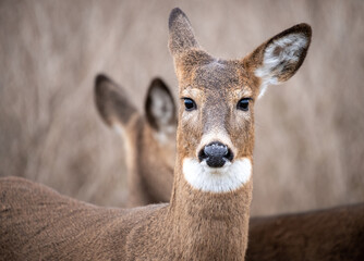 Portrait of a white-tailed doe (Odocoileus virginianus)
