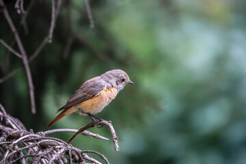 The common redstart female, Phoenicurus phoenicurus, is photographed in close-up sitting on a branch against a blurred background.
