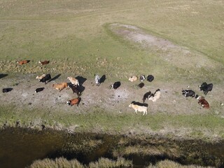 Cows of South Florida aerial
