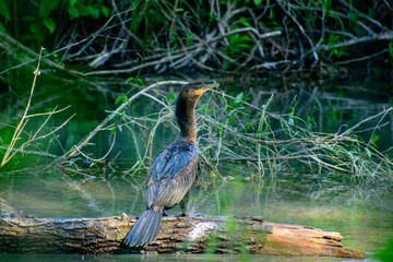 hermoso cormoran neotropical tomando el sol