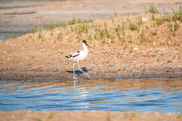 The pied avocet, Recurvirostra avosetta, is a large black and white wader with long, upturned beak
