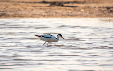 Water bird pied avocet, Recurvirostra avosetta, feeding in the lake. The pied avocet is a large black and white wader with long, upturned beak