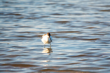 Water bird pied avocet, Recurvirostra avosetta, feeding in the lake. The pied avocet is a large...