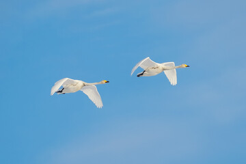 飛んでいるハクチョウ
