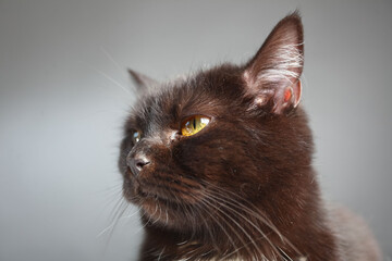 portrait of a cat on a gray background.abandoned cats from the shelter