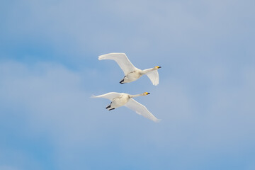 飛んでいるハクチョウ