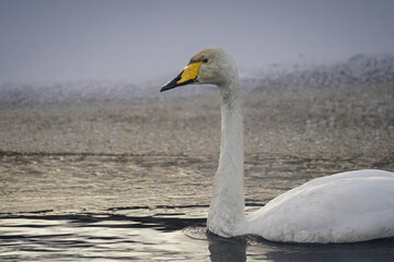 池のハクチョウ
