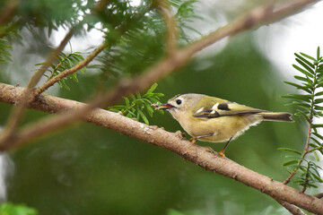 虫をくわえるキクイタダキ