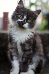 black and white kitten