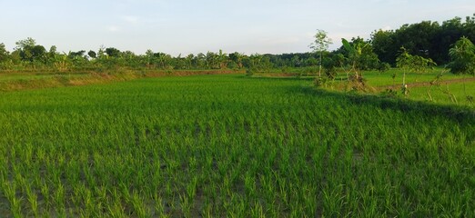 beautiful scenery describes a happy mood