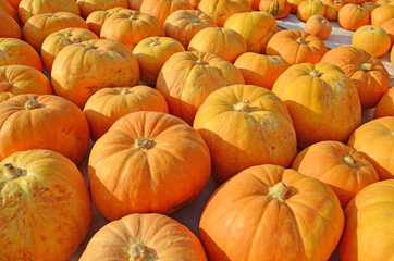 pumpkin many top side view summer in preveza greece