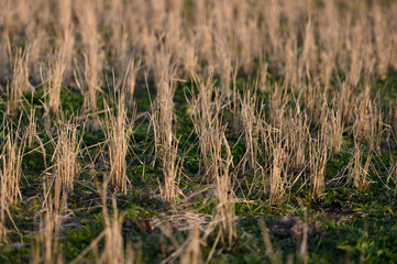 Fototapeta premium 冬の田んぼ