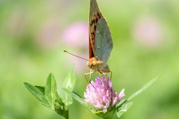 The dark green fritillary butterfly collects nectar on flower. Speyeria aglaja is a species of butterfly in the family Nymphalidae.
