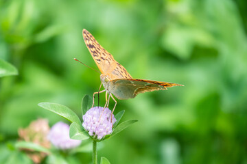 The dark green fritillary butterfly collects nectar on flower. Speyeria aglaja is a species of butterfly in the family Nymphalidae.