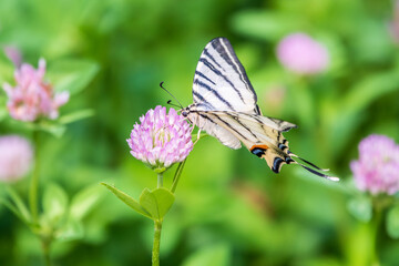 Beautiful Butterfly Scarce Swallowtail, Sail Swallowtail, Pear-tree Swallowtail, Podalirius. Latin name Iphiclides podaliriu. Butterfly collects nectar on flower.