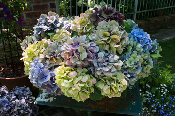 ローザンベリー多和田のあじさい
