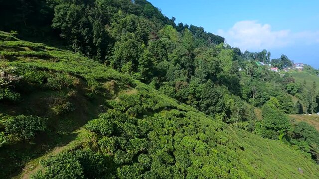 aerial view of green tea gardens. drone shot taken in daytime.