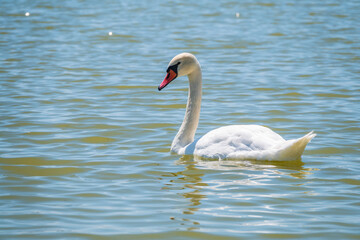 Fototapeta premium Graceful white Swan swimming in the lake, swans in the wild. Portrait of a white swan swimming on a lake.