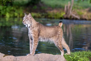 Crédence de cuisine en verre imprimé Lynx lynx on the rock