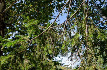 branches of a green coniferous tree as an abstract background © Вячеслав 