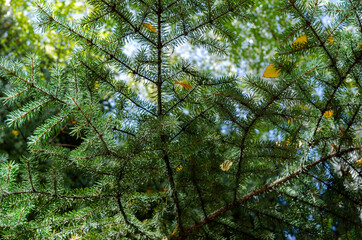 branches of a green coniferous tree as an abstract background © Вячеслав 