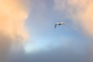 The flight of the little egret or Small White Heron.
