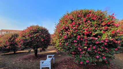camellia of winter