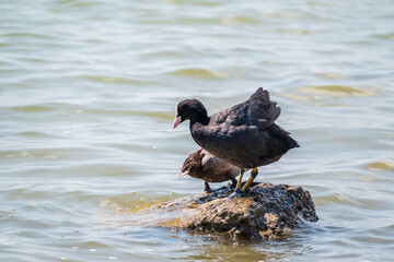 Water bird Eurasian coot, Fulica atra, standing in shallow water