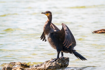 Great cormorant, Phalacrocorax carbo, sits on stone and dries its wings on the wind.