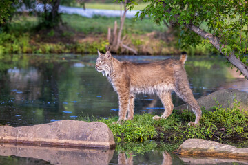 lynx by lake  © cherwoman730