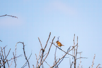 Great reed warbler, lat. Acrocephalus arundinaceus, in the nature habitat. Great reed warbler on tree branch