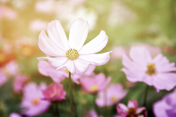 Pink cosmos flower blooming with natural blurred background, vintage style.
