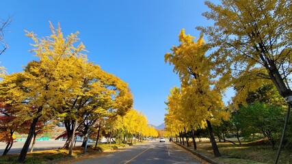 autumn leaves landscape
